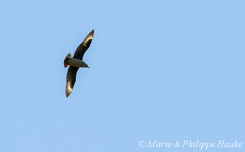 Grand labbe 2811.jpg - Grand Labbe, Stercorarius skua, Great Skua (Runde, Norvège, juin 2012)